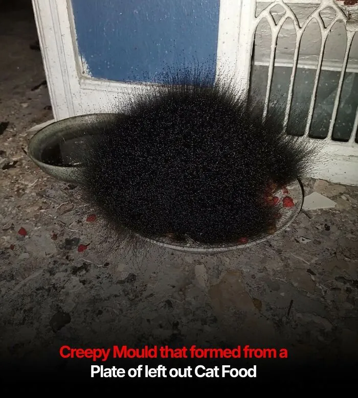 Creepy black mold cluster growing on leftover cat food plate, fitting cursed images theme