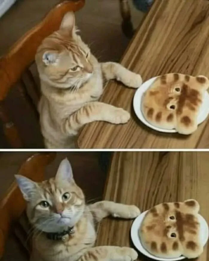 An orange tabby cat staring at a pancake shaped like its own face, captured in interesting photos