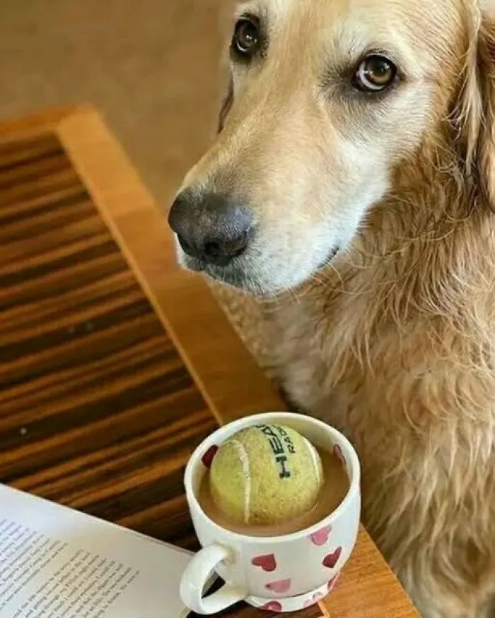 A golden retriever sitting near a coffee mug containing a tennis ball, featured in interesting photos