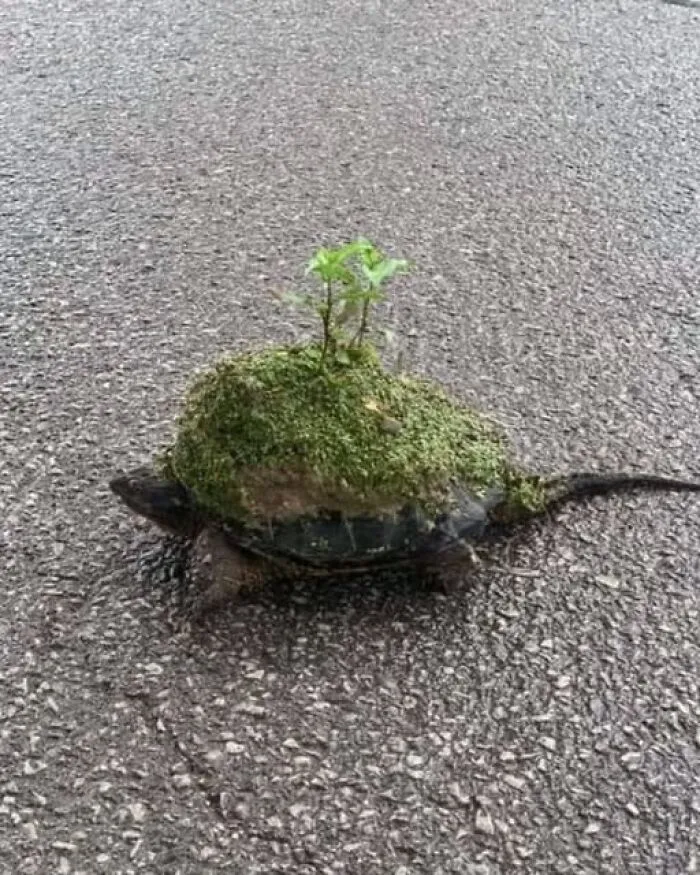 An interesting photo of a turtle walking on asphalt with moss and small plants growing on its shell.