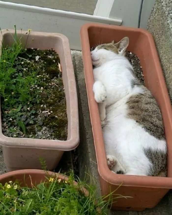 Cat sleeping inside a long plastic planter box, showcasing odd and interesting photos.