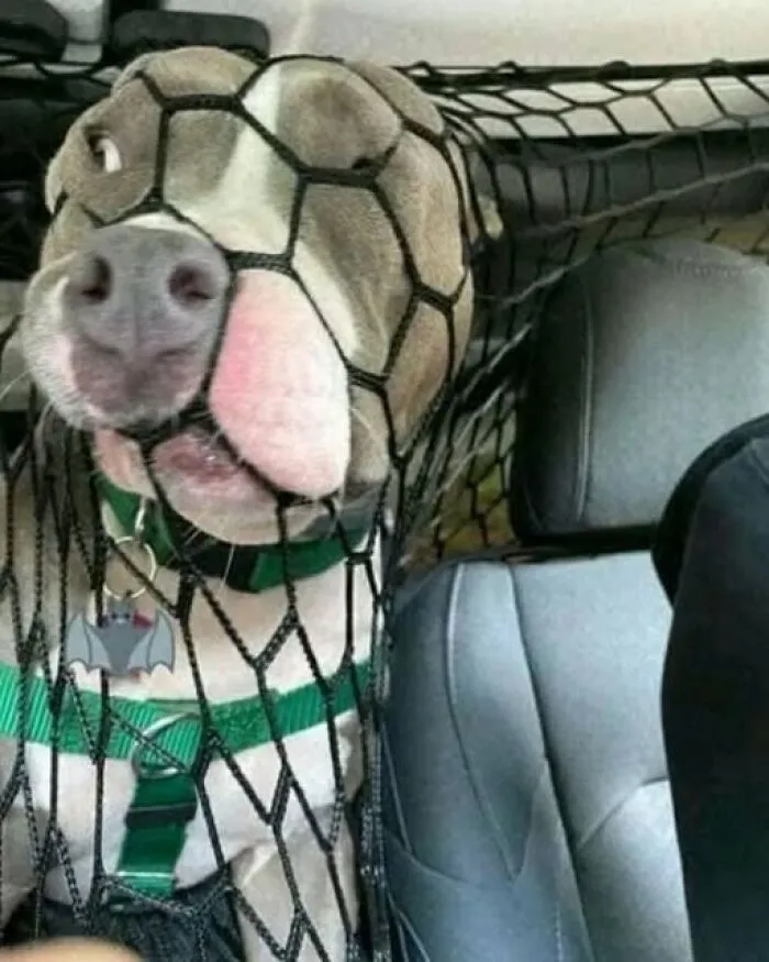 Funny dog squishing its face against a net barrier in a car, an interesting photo.