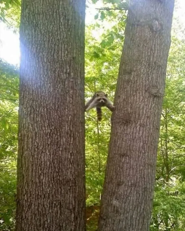 Fun photo of a raccoon doing a split between two tall tree trunks in a forest.