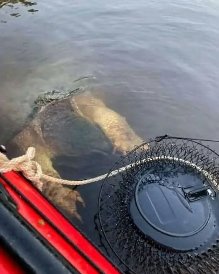 An interesting photo of a massive snapping turtle swimming near the edge of a boat.