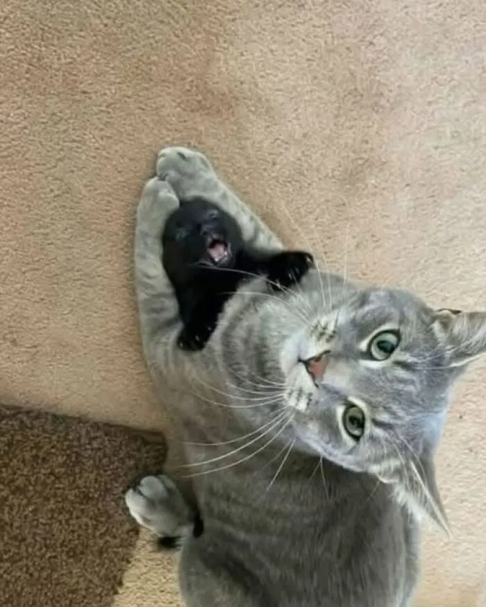 Odd photo of a grey cat holding a tiny black kitten between its front paws.