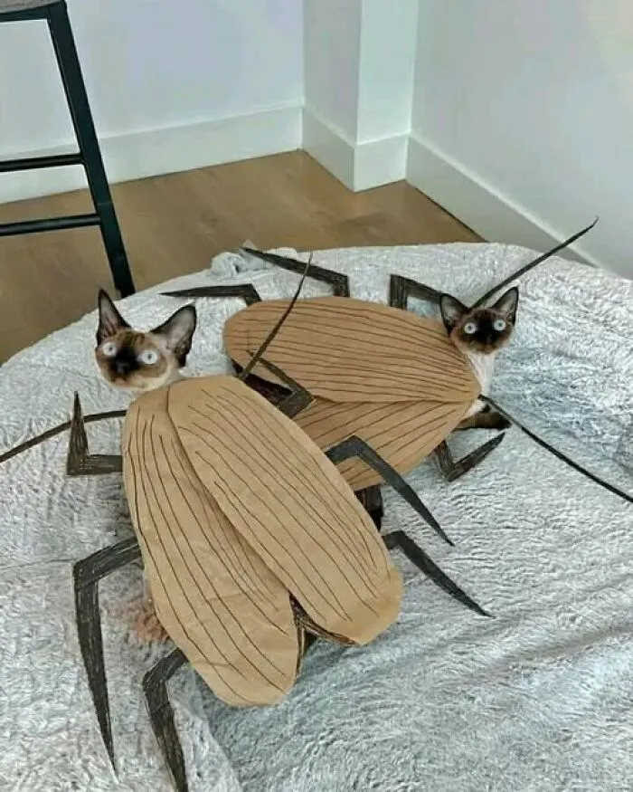 Odd and interesting photo of two cats dressed up in cockroach costumes on a rug