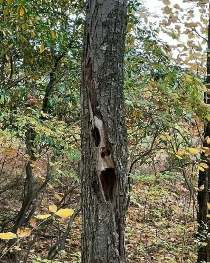 Interesting photos showing a tree trunk with a hollow opening that naturally resembles a screaming face.