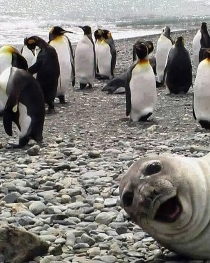 Fun photos of a happy seal photobombing a group of penguins on a rocky beach.