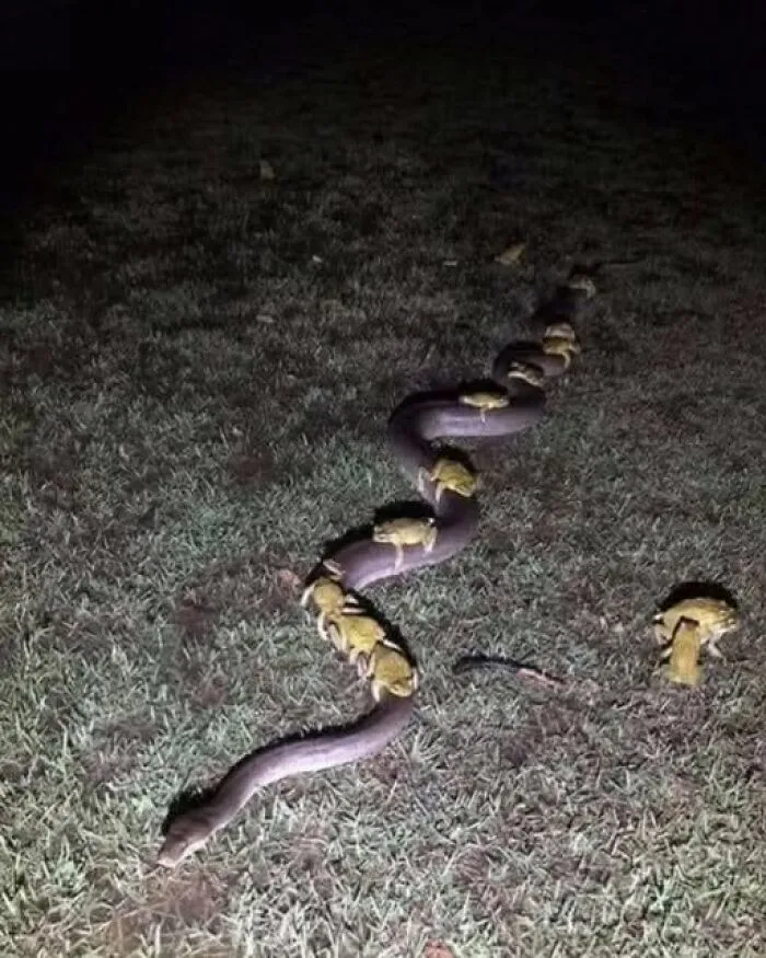 Interesting photos of multiple toads riding on the back of a large snake at night.