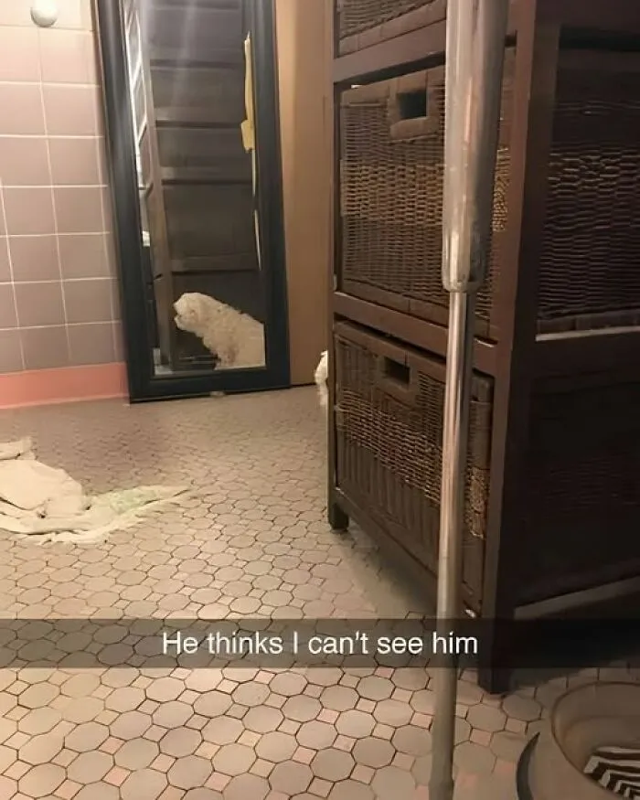 Small white dog hiding behind a mirror in a bathroom, featured in fun and interesting photos.