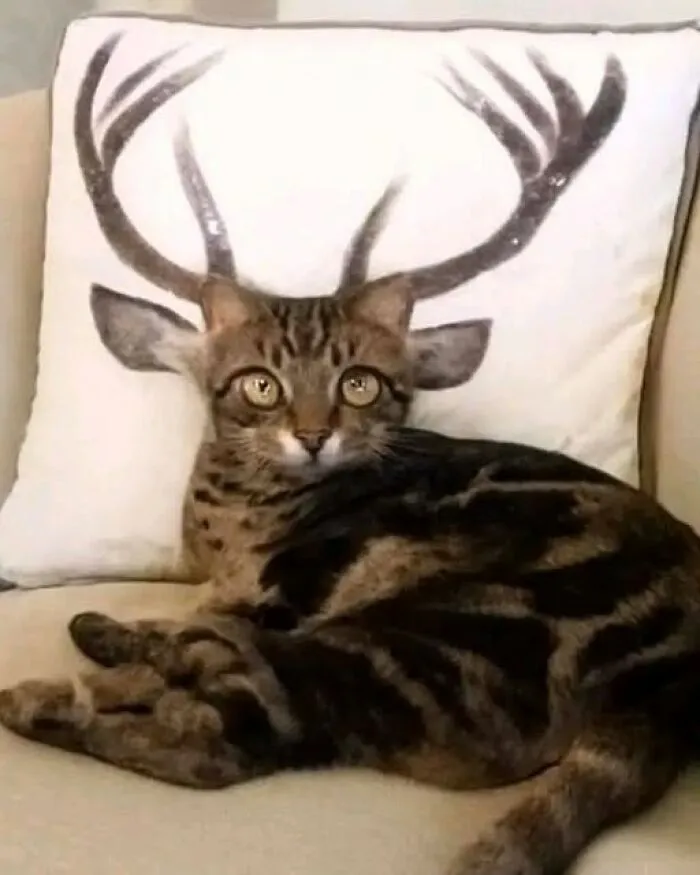 A fun, odd photo of a cat lying in front of a pillow, making it look like it has deer antlers.