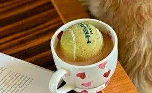 70 Mildly Amusing Photos That Might Bring You Joy