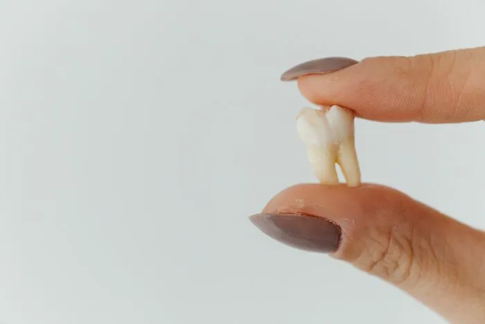 Fingers holding an extracted human tooth, showcasing human body facts about teeth.