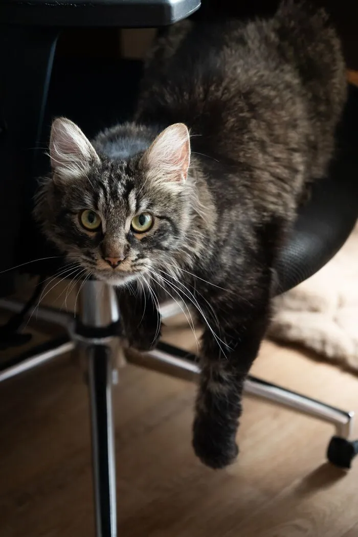 Fluffy tabby cat sitting on an office chair looking curious, acting weird at work while lounging.