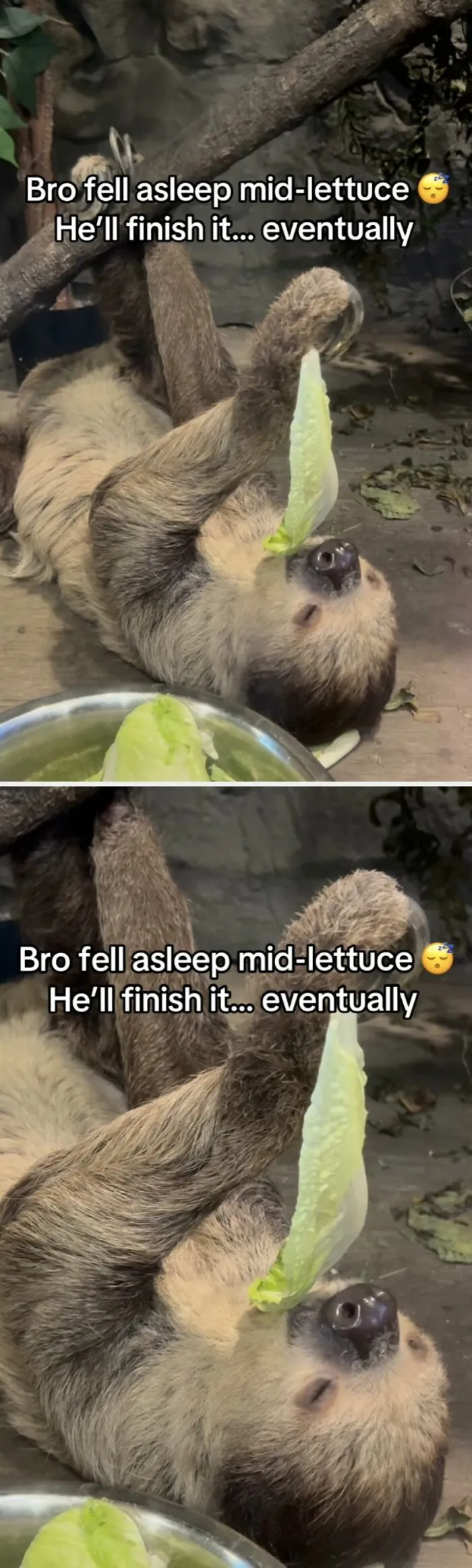 Sloth falls asleep holding lettuce, creating wholesome moments.