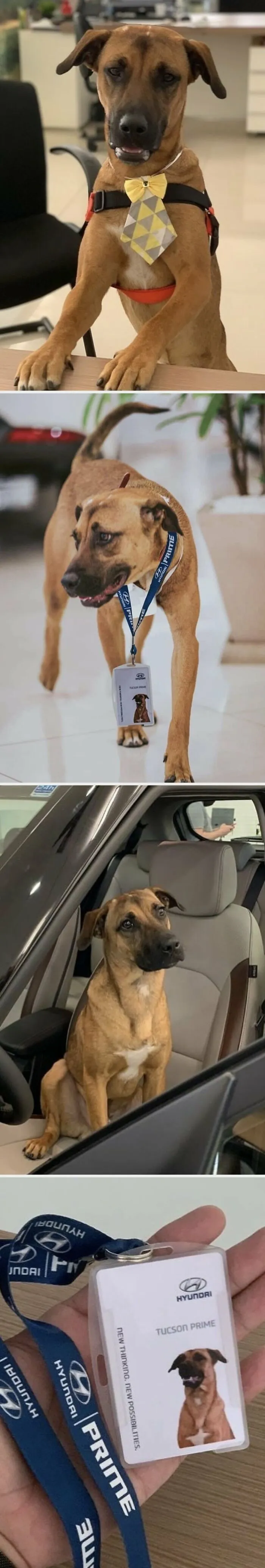 Adopted dog wearing a bow tie and work badge, showing wholesome moments.