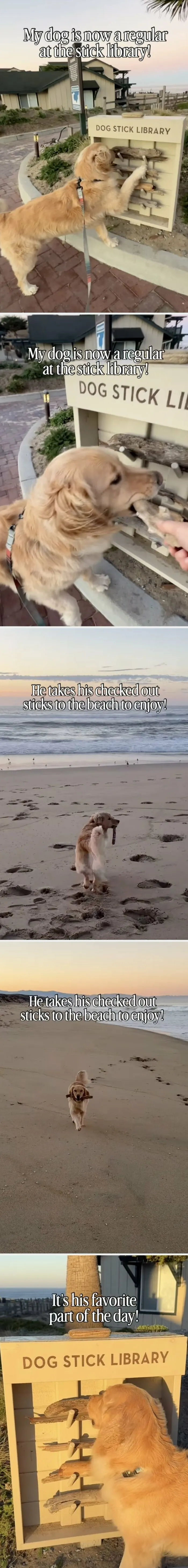 Golden retriever taking sticks from a dog stick library, featured in wholesome moments.