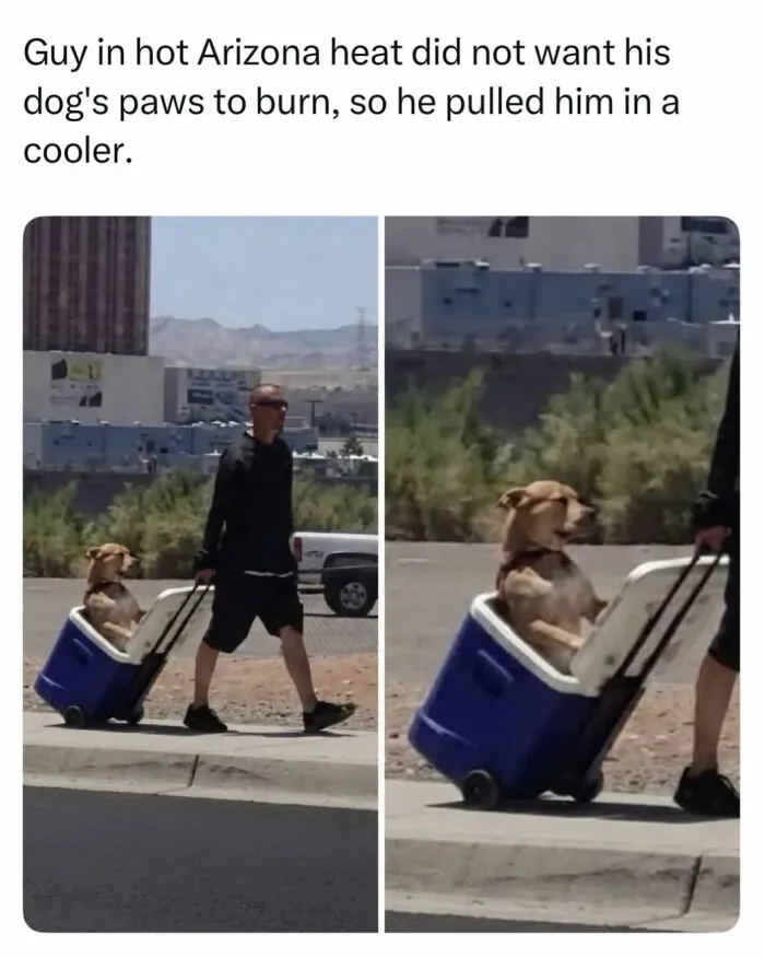 A man pulling his dog in a rolling cooler to protect its paws from heat, creating wholesome moments.