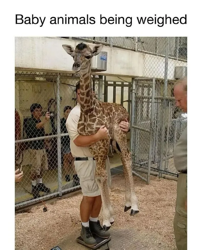 A zookeeper holding a baby giraffe on a scale, showcasing wholesome moments with animals.