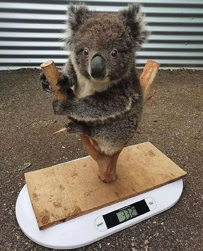 A baby koala holding onto a branch while standing on a digital scale, capturing wholesome moments.