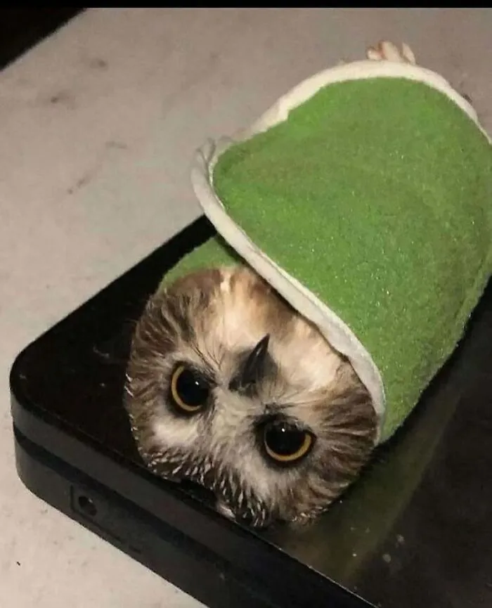 A tiny owl wrapped tightly in a green blanket, one of many wholesome moments found online.