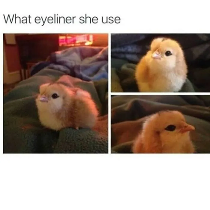 Adorable fluffy baby chick looking closely at the camera in wholesome moments compilation.