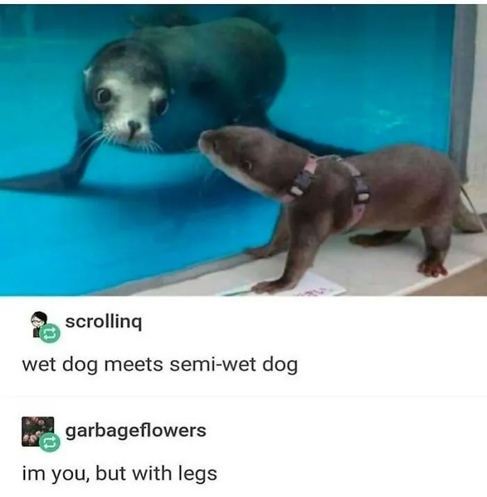 Curious otter looking at a seal behind glass aquarium, one of many wholesome moments.