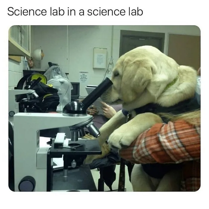 Yellow Labrador puppy looking into a microscope in a science lab, creating wholesome moments.