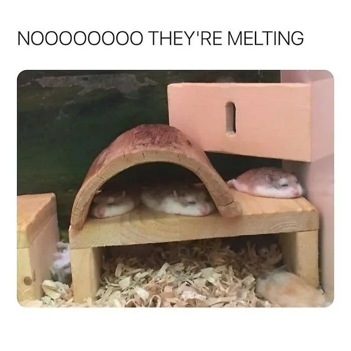 Cute tiny hamsters sleeping flat in a wooden house, sharing wholesome moments online.