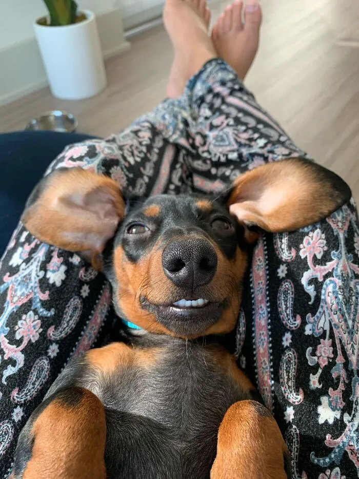 A dachshund lying on its back smiling, showcasing one of the most wholesome moments.