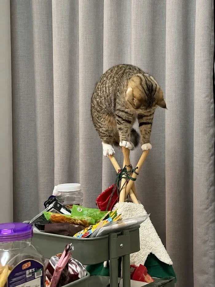 A curious tabby cat balancing on wooden poles, captured in one of the wholesome moments online.
