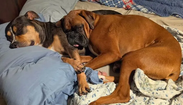Two dogs sleeping peacefully side by side on a bed, creating one of the wholesome moments.