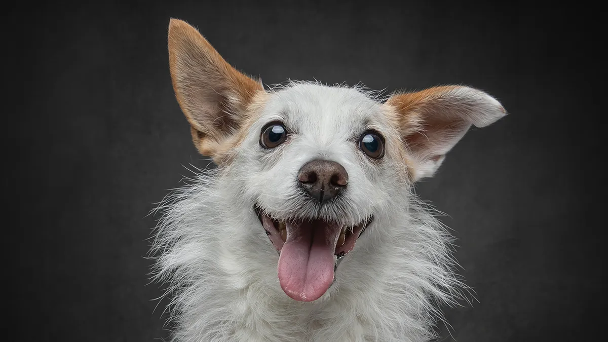 "Who's Your Doggy": This Artist Interviewed Dogs And Compiled Their Heartwarming Stories In A Book (22 New Pics)