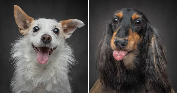"Who's Your Doggy": This Artist Interviewed Dogs And Compiled Their Heartwarming Stories In A Book (22 New Pics)