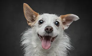 "Who's Your Doggy": This Artist Interviewed Dogs And Compiled Their Heartwarming Stories In A Book (22 New Pics)