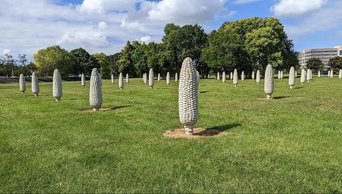Dozens of concrete corn cob sculptures standing upright in a grassy field. Bizarre public art example.