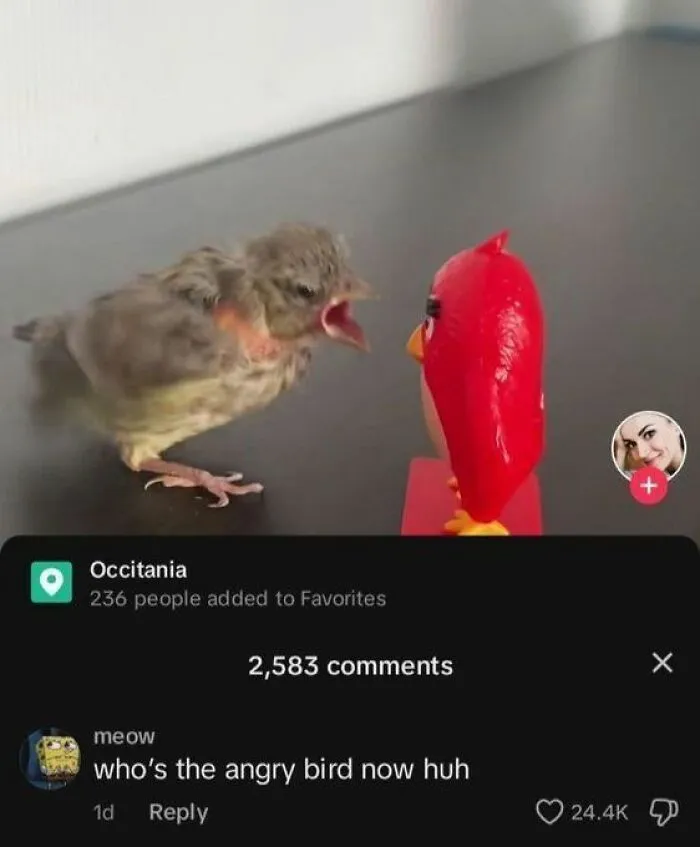 A tiny real bird squawking angrily at a red Angry Birds toy with a humorous comment below.