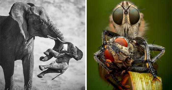 NHM’s Wildlife Photographer Of The Year 2026 Winners Capture Nature’s Beauty And Heartbreak (19 Pics)