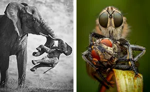 NHM’s Wildlife Photographer Of The Year 2026 Winners Capture Nature’s Beauty And Heartbreak (19 Pics)