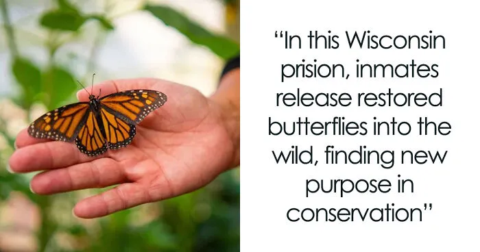 Wisconsin Prison Turns Inmates Into Heroes Of Monarch Conservation
