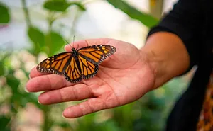 Wisconsin Prison Turns Inmates Into Heroes Of Monarch Conservation