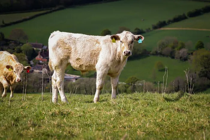 A young cow standing in a grassy field, reflecting stories of people behaving like the world owed them everything.