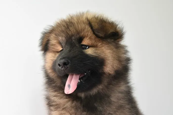 Fluffy puppy with its tongue out, bringing joy in contrast to people behaving like the world owed them everything.