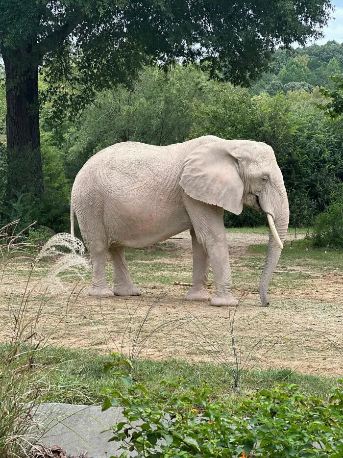African elephant standing in natural green environment