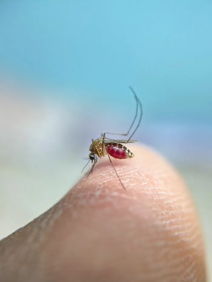 Mosquito on human skin filled with blood