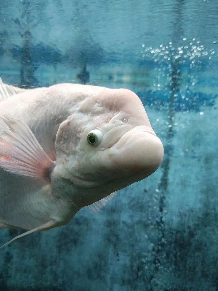 Close-up of white fish swimming in aquarium water