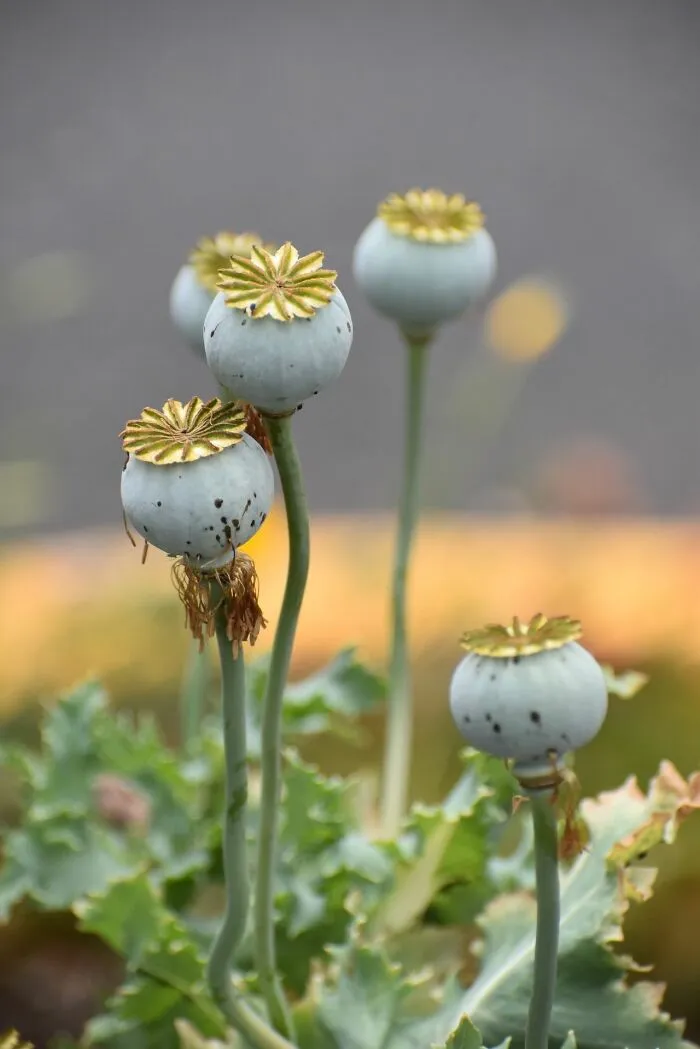 Close-up of opium poppy seed pods in a garden setting