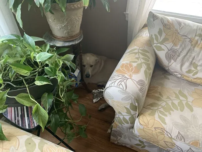 White dog hiding behind couch next to plants in living room