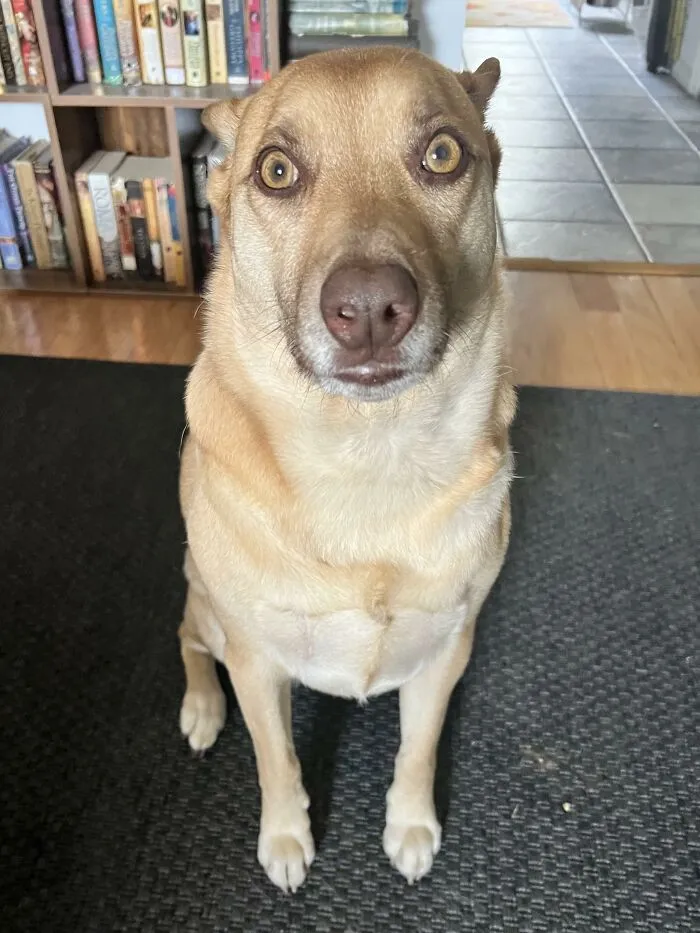 Close-up of a tan dog sitting indoors on a black rug with bookshelves in background