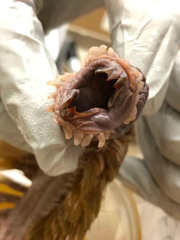 Gloved hand holding a close-up of a penguin mouth, showing interesting and cool sharp teeth